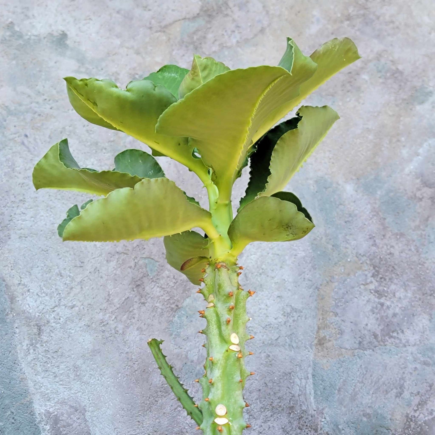 Euphorbia spectabilis - Monadenium spectabile