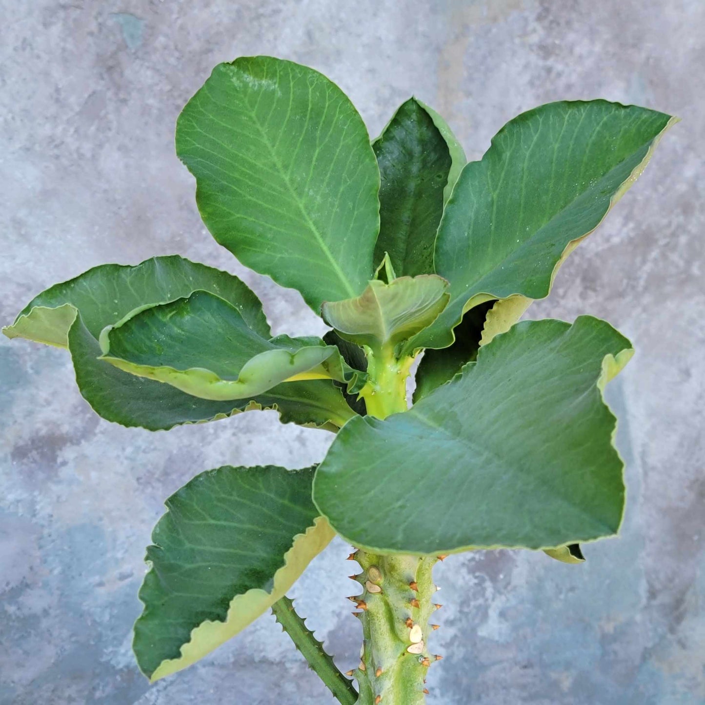 Euphorbia spectabilis - Monadenium spectabile