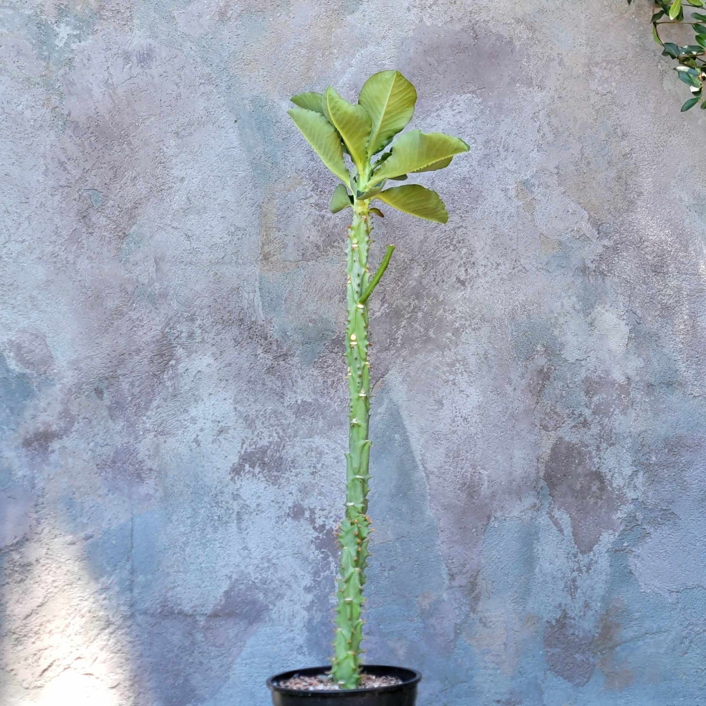 Euphorbia spectabilis - Monadenium spectabile