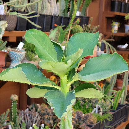 Euphorbia spectabilis - Monadenium spectabile