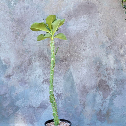 Euphorbia spectabilis - Monadenium spectabile