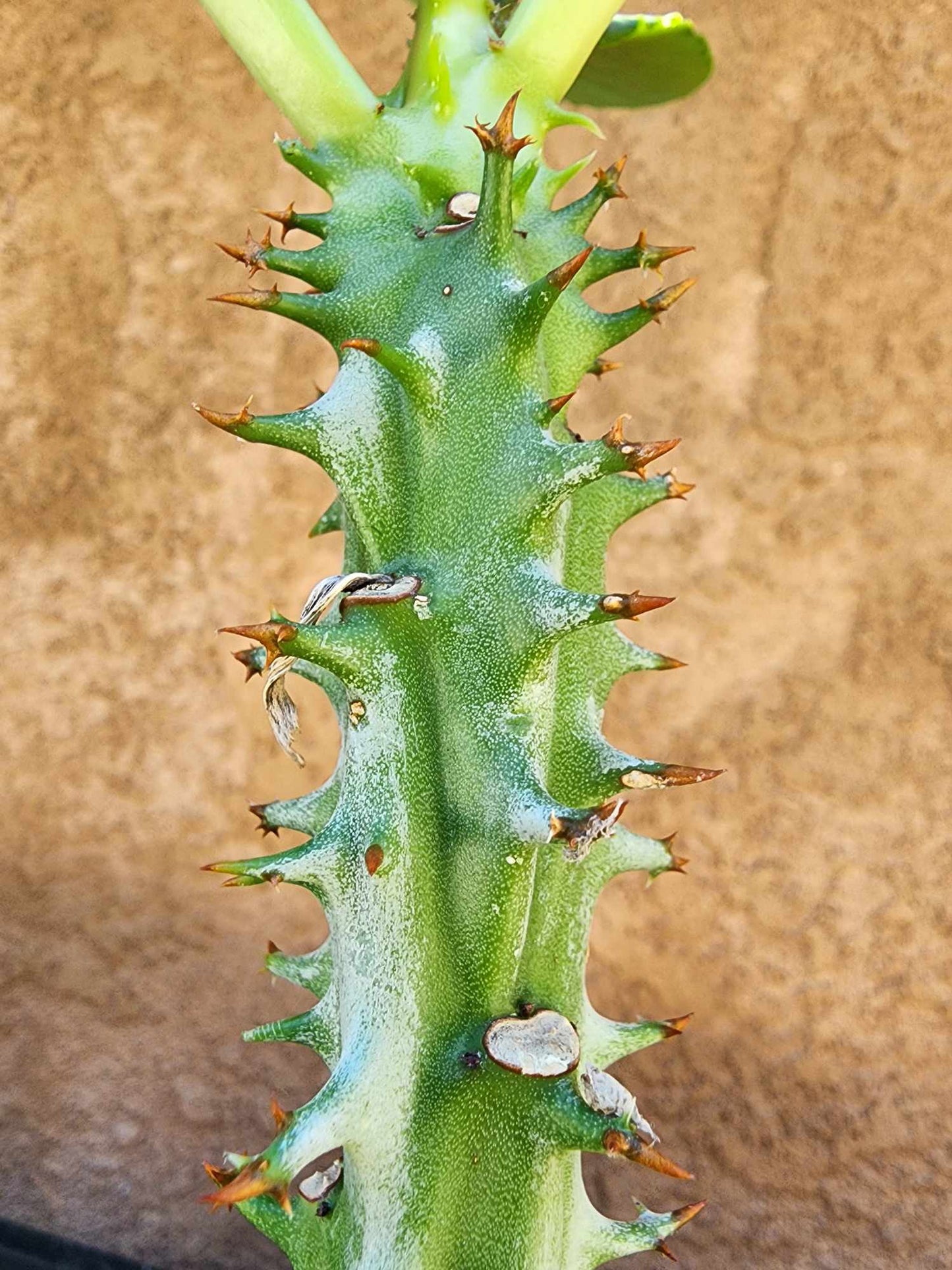 Euphorbia spectabilis (formerly Monadenium spectabile) 2 Feet Tall!