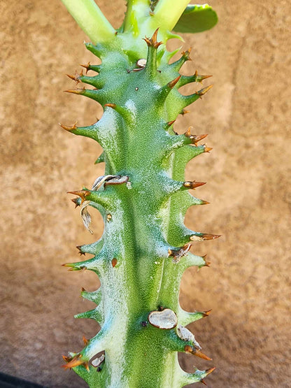 Euphorbia spectabilis (formerly Monadenium spectabile) 2 Feet Tall!