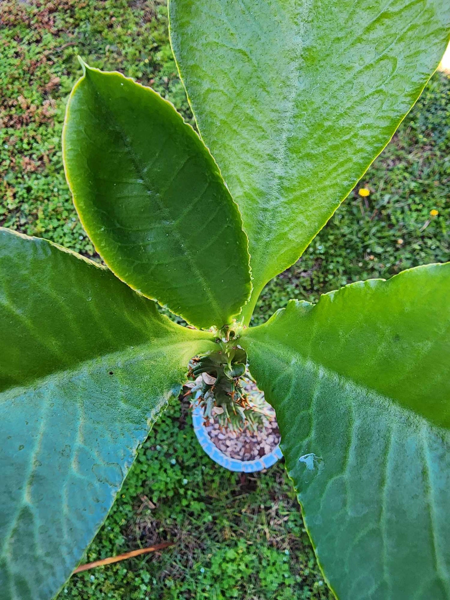 Euphorbia spectabilis (formerly Monadenium spectabile) 2 Feet Tall!