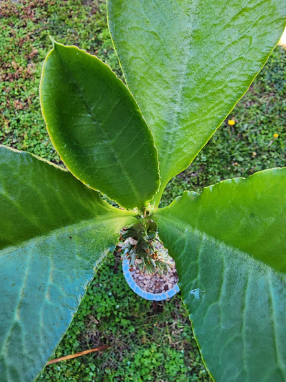 Euphorbia spectabilis (formerly Monadenium spectabile) 2 Feet Tall!