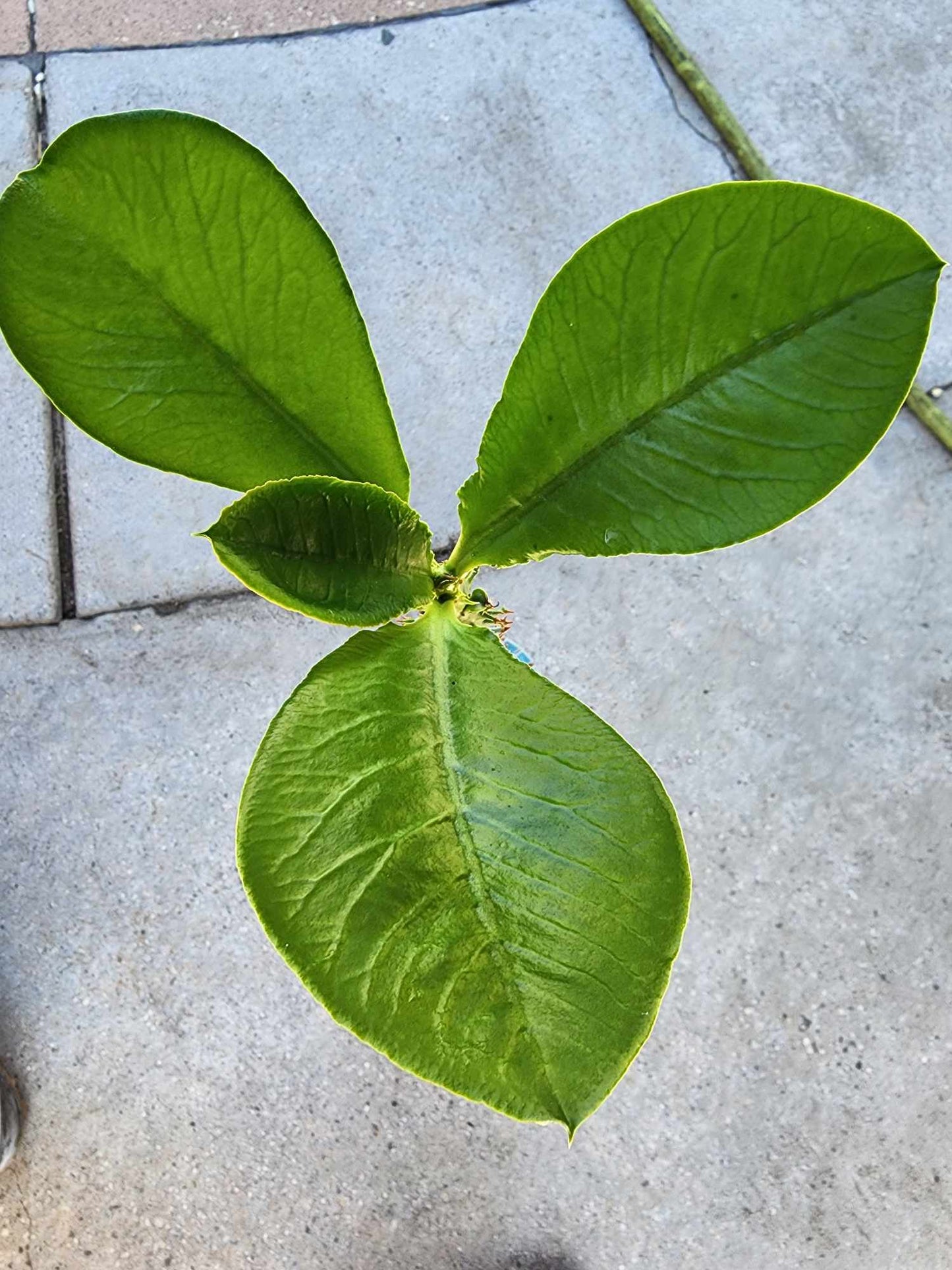 Euphorbia spectabilis (formerly Monadenium spectabile) 2 Feet Tall!