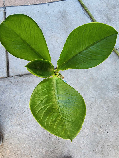 Euphorbia spectabilis (formerly Monadenium spectabile) 2 Feet Tall!