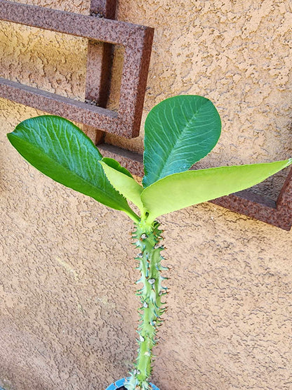 Euphorbia spectabilis (formerly Monadenium spectabile) 2 Feet Tall!
