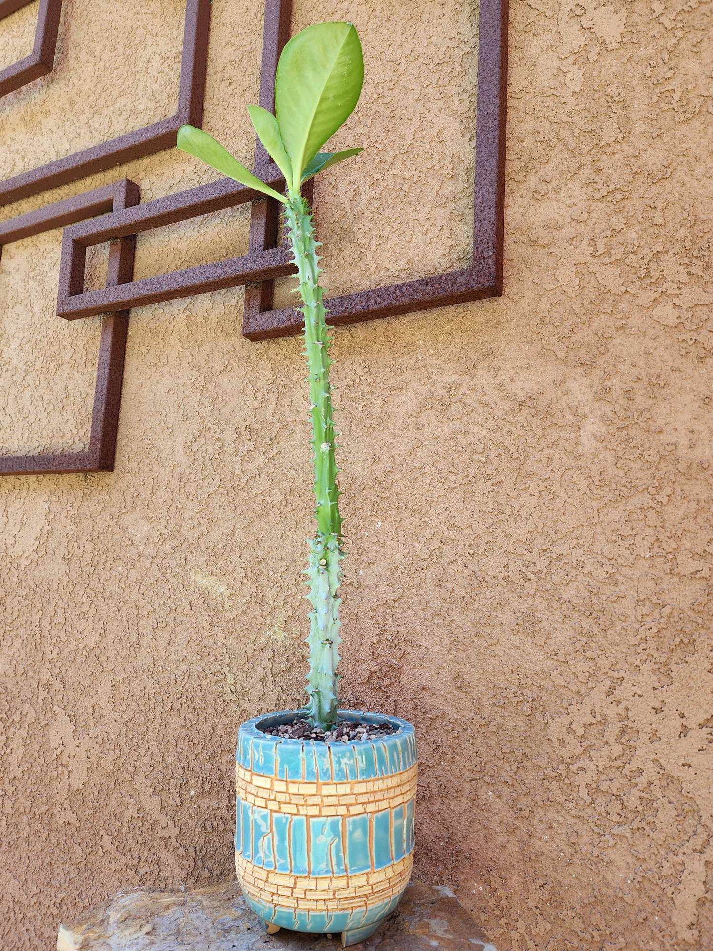 Euphorbia spectabilis (formerly Monadenium spectabile) 2 Feet Tall!