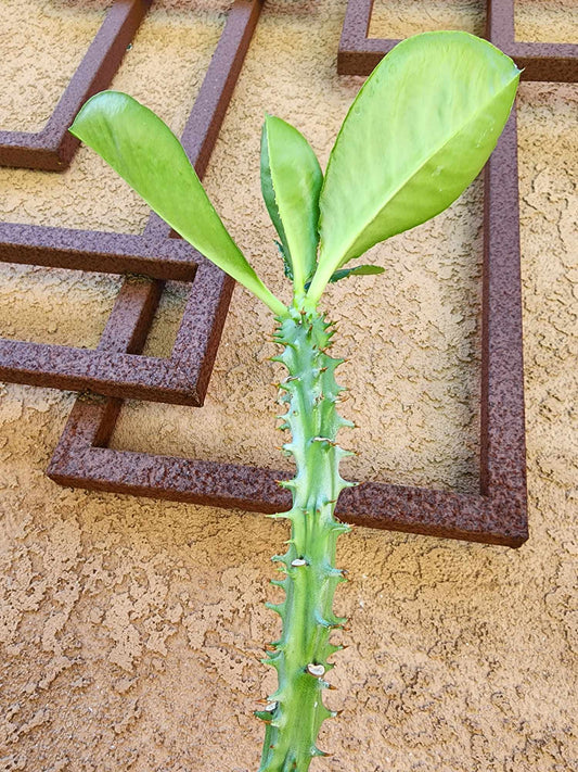 Euphorbia spectabilis (formerly Monadenium spectabile) 2 Feet Tall!
