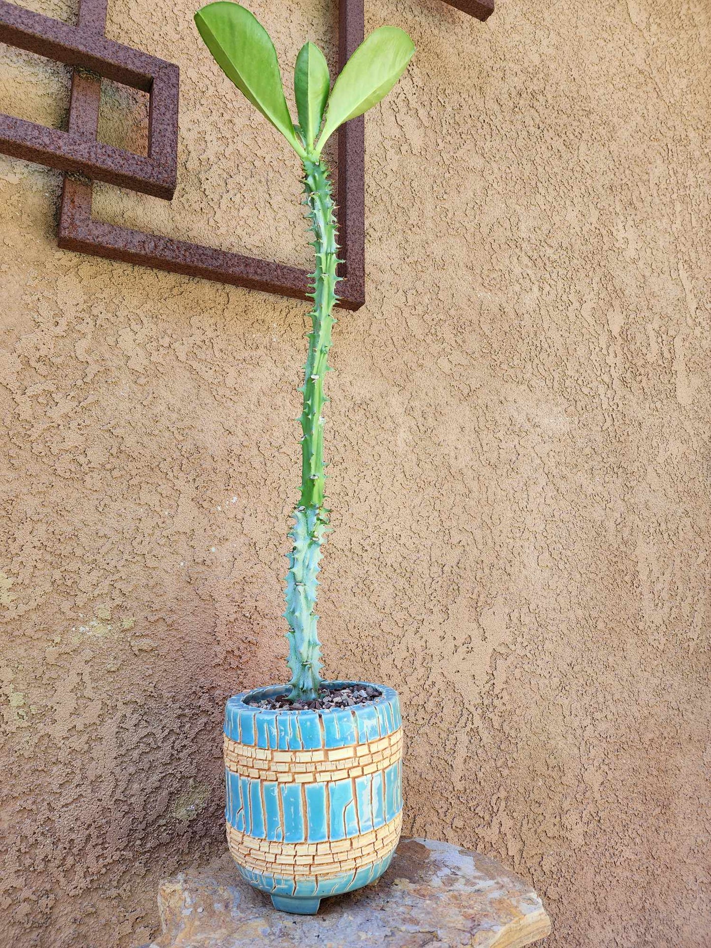 Euphorbia spectabilis (formerly Monadenium spectabile) 2 Feet Tall!