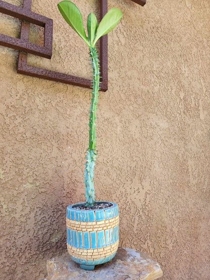 Euphorbia spectabilis (formerly Monadenium spectabile) 2 Feet Tall!