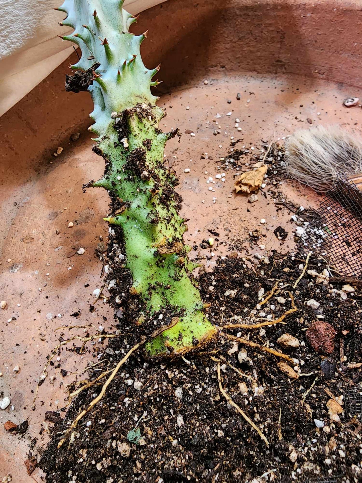 Euphorbia spectabilis (formerly Monadenium spectabile) 2 Feet Tall!