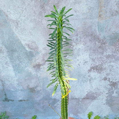 Euphorbia spinescens multifolia