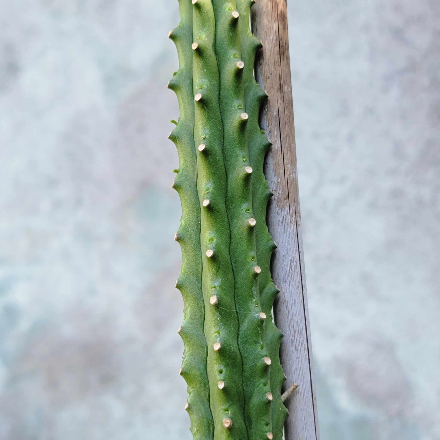 Euphorbia spinescens multifolia