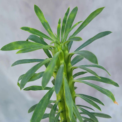 Euphorbia spinescens multifolia