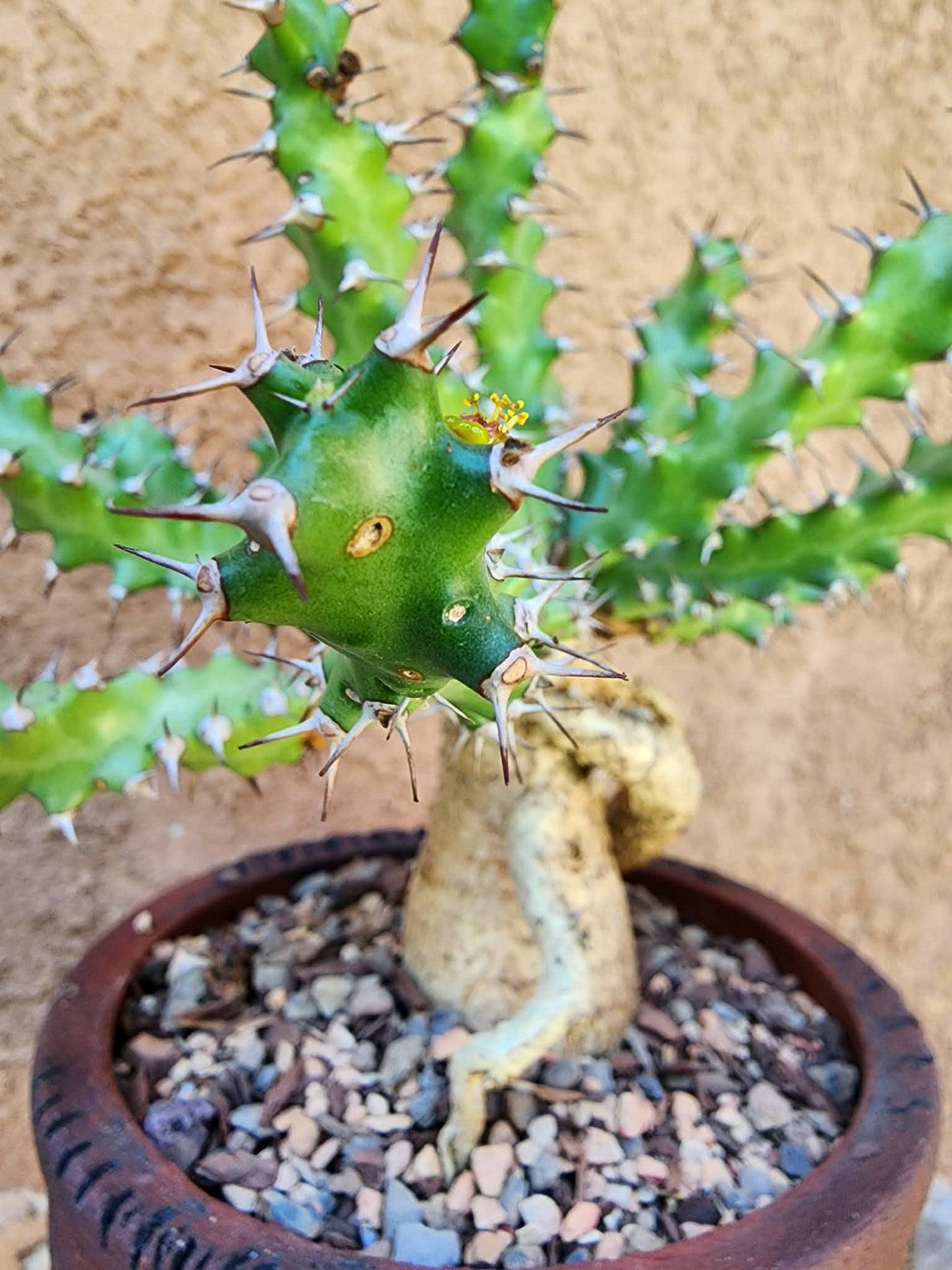 Euphorbia squarrosa