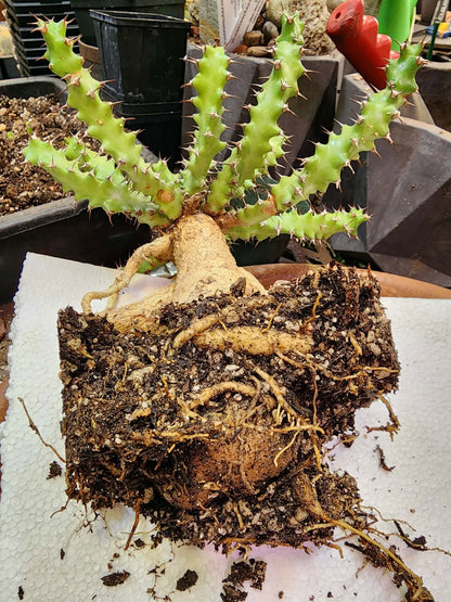 Euphorbia squarrosa
