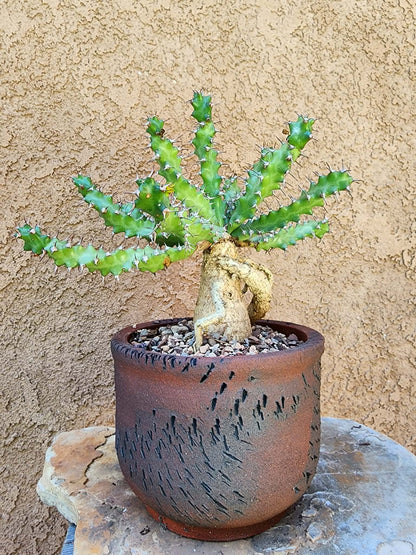 Euphorbia squarrosa