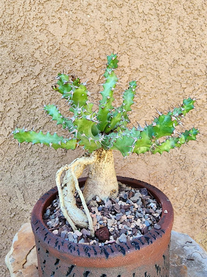 Euphorbia squarrosa