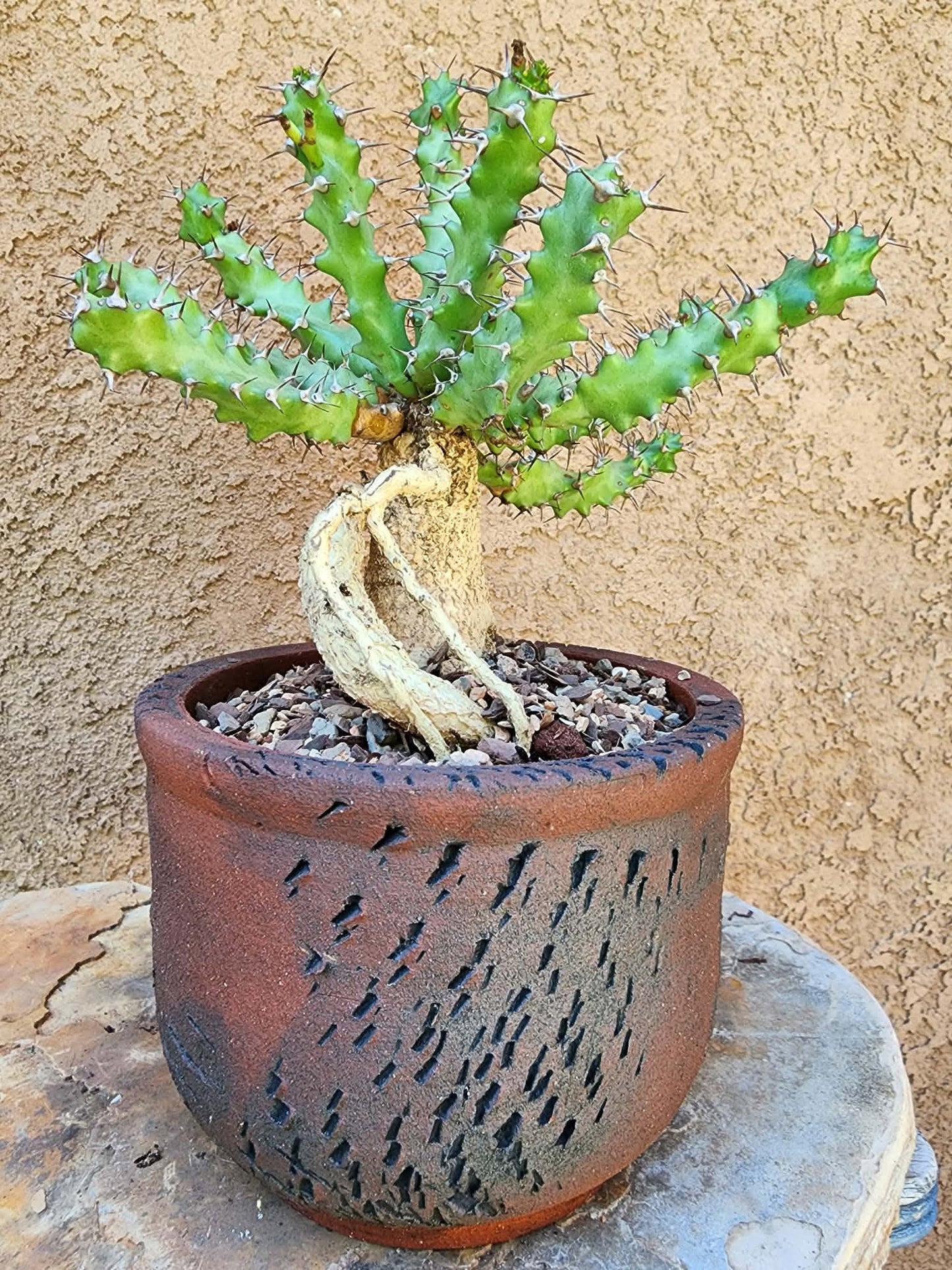 Euphorbia squarrosa
