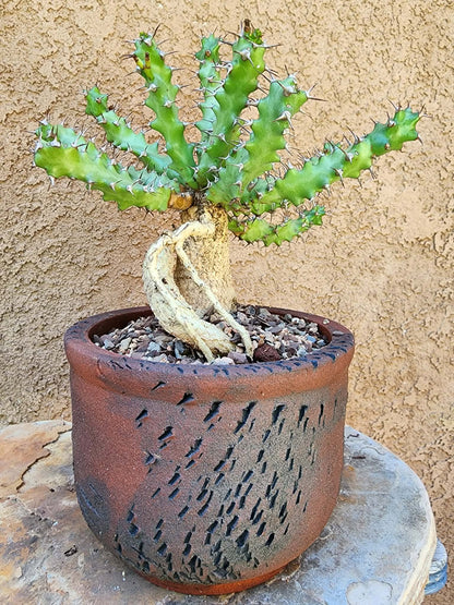 Euphorbia squarrosa