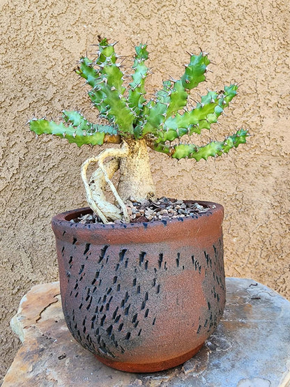 Euphorbia squarrosa