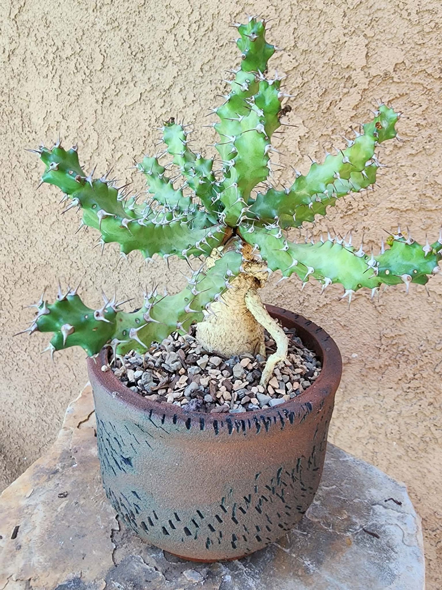 Euphorbia squarrosa