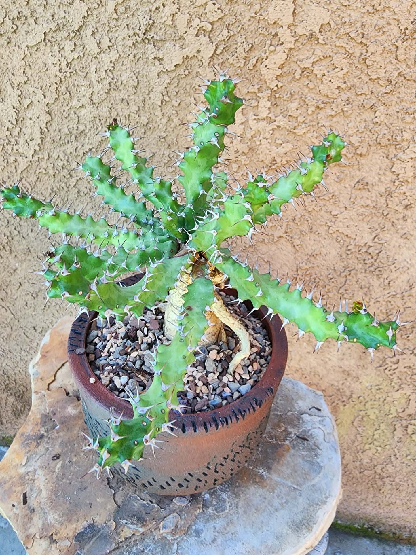 Euphorbia squarrosa
