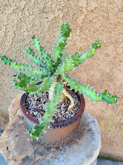 Euphorbia squarrosa