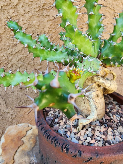 Euphorbia squarrosa