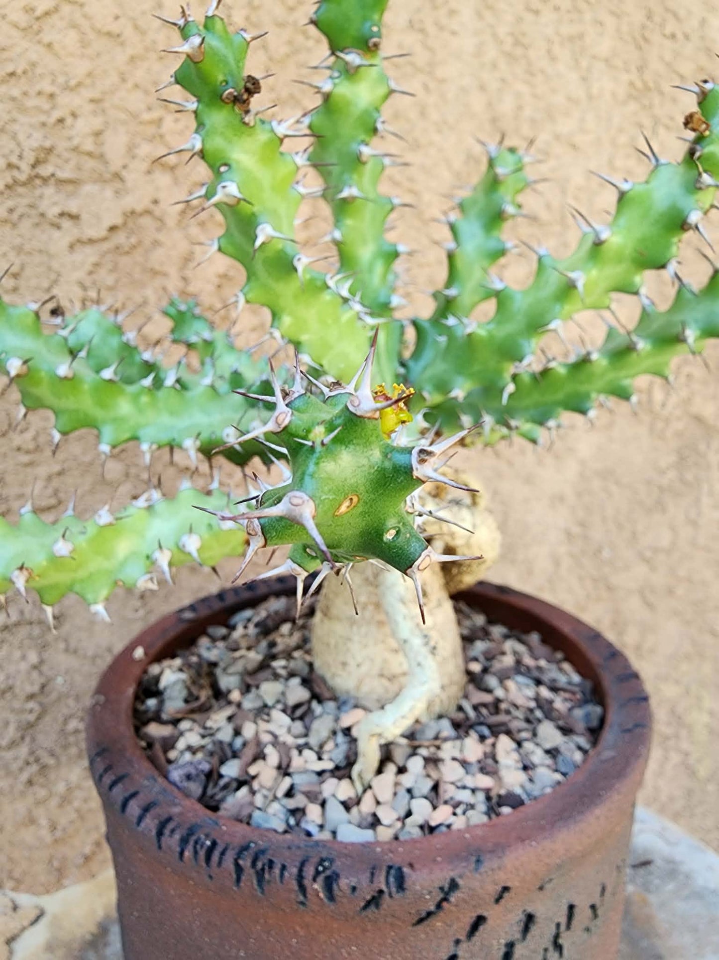 Euphorbia squarrosa