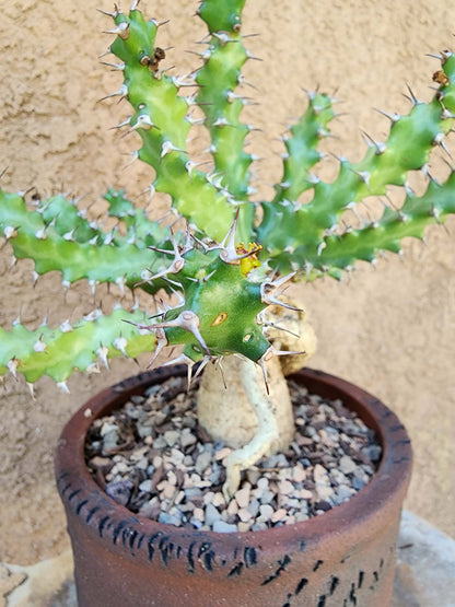 Euphorbia squarrosa