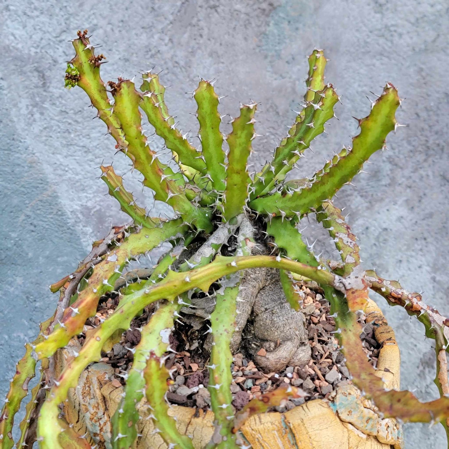 Euphorbia squarrosa