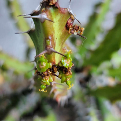 Euphorbia squarrosa