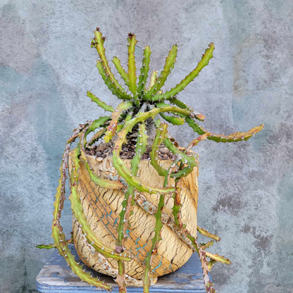 Euphorbia squarrosa