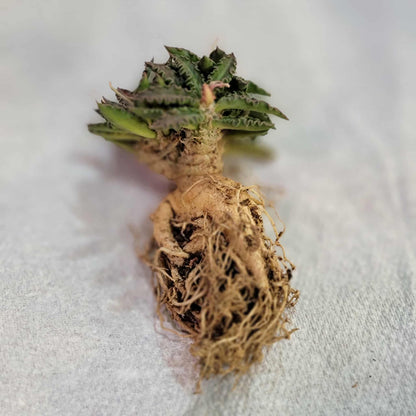 Euphorbia tulearensis