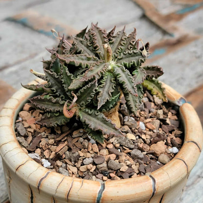 Euphorbia tulearensis