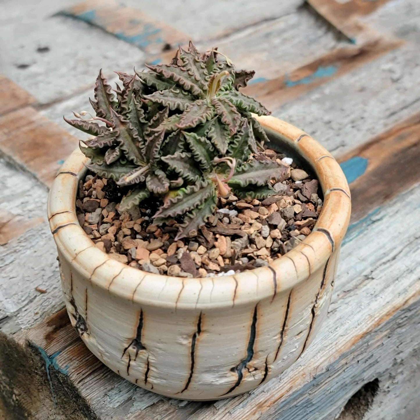 Euphorbia tulearensis