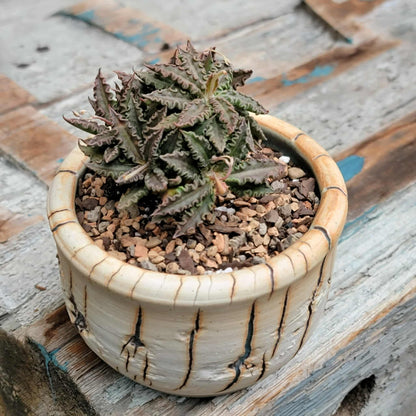 Euphorbia tulearensis