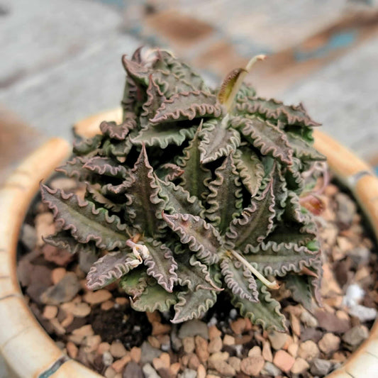 Euphorbia tulearensis