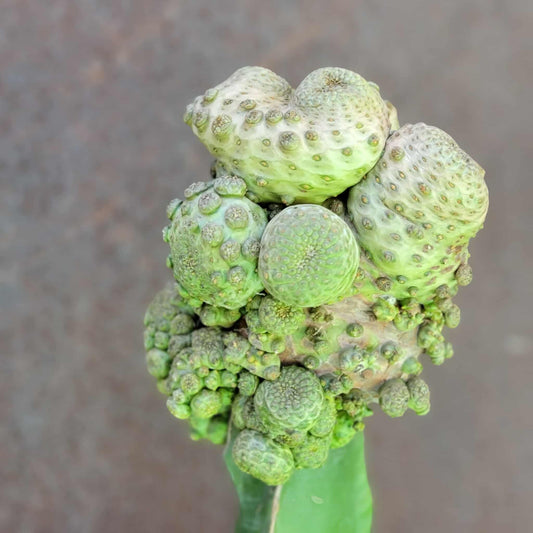 Euphorbia turbiniformis - HUGE - So many heads!!