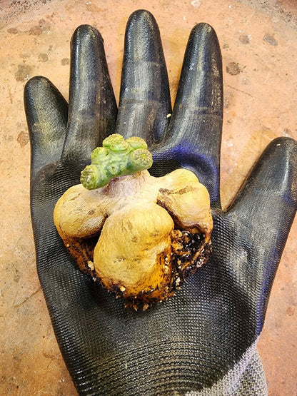 Euphorbia turbiniformis