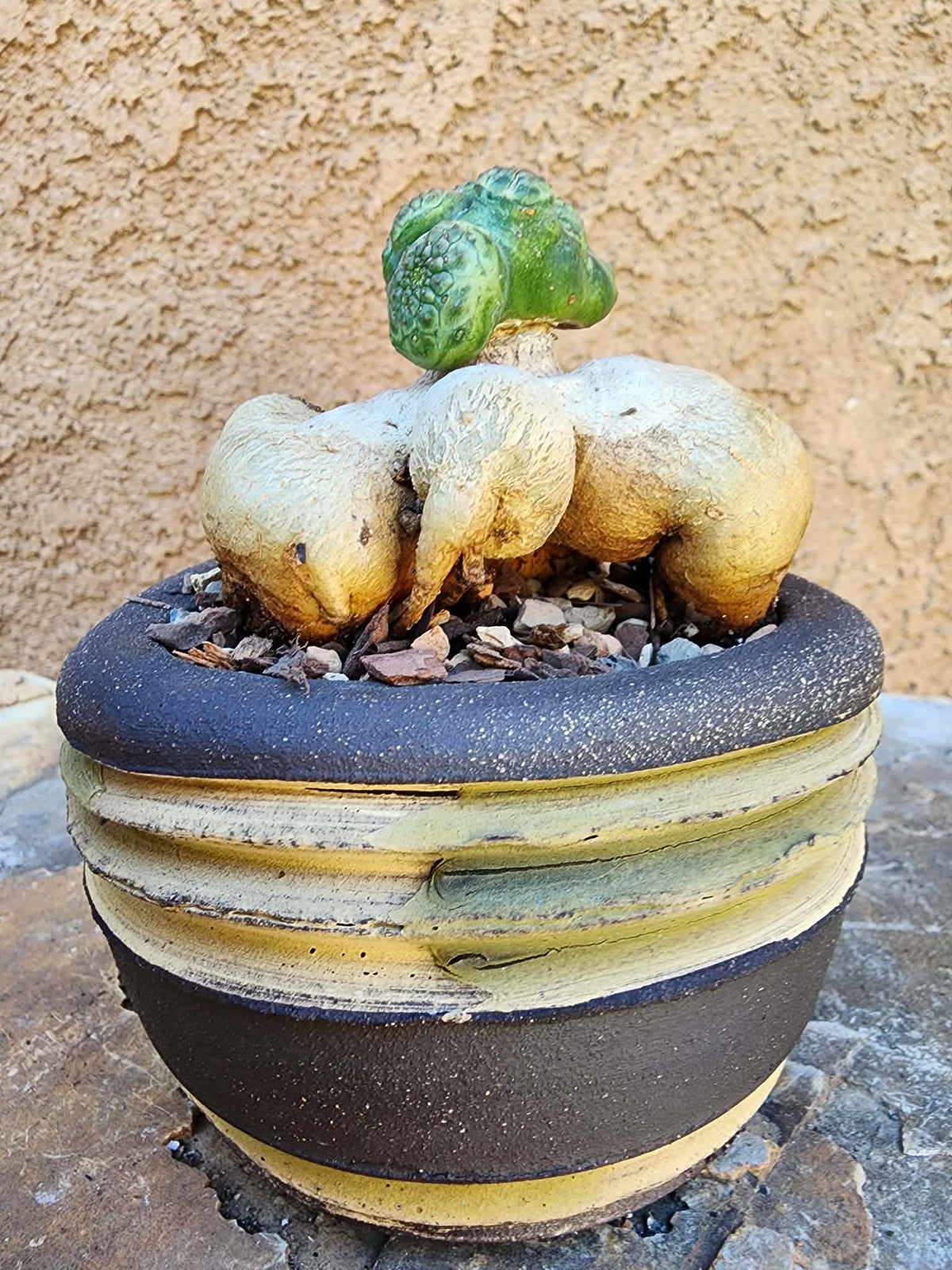 Euphorbia turbiniformis