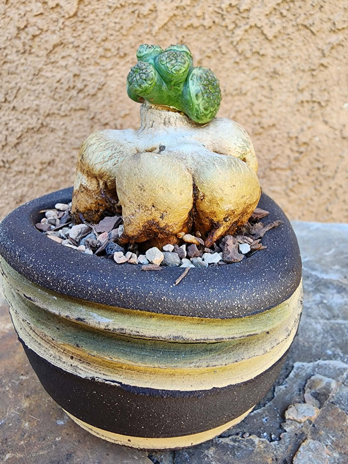 Euphorbia turbiniformis