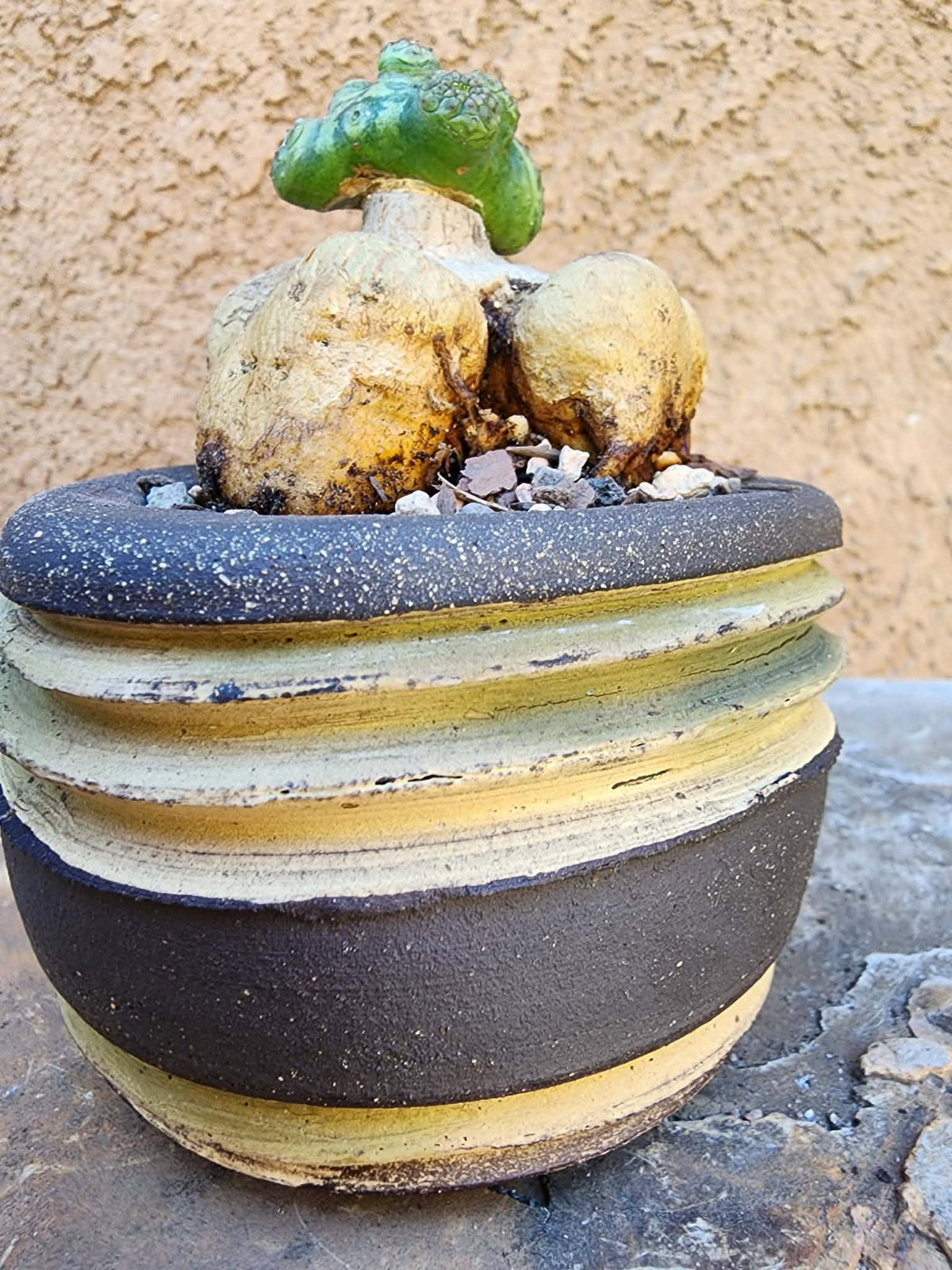 Euphorbia turbiniformis