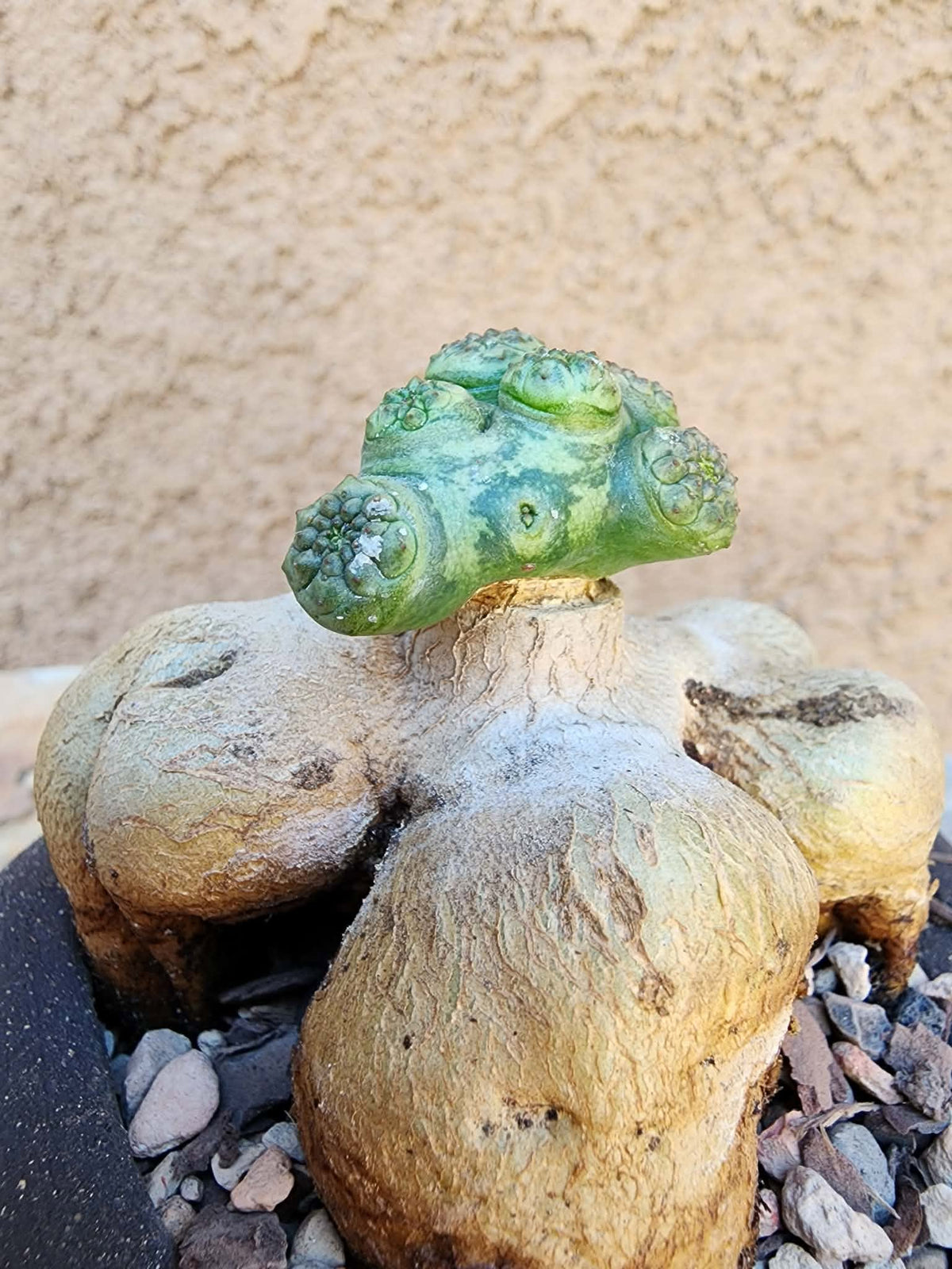 Euphorbia turbiniformis