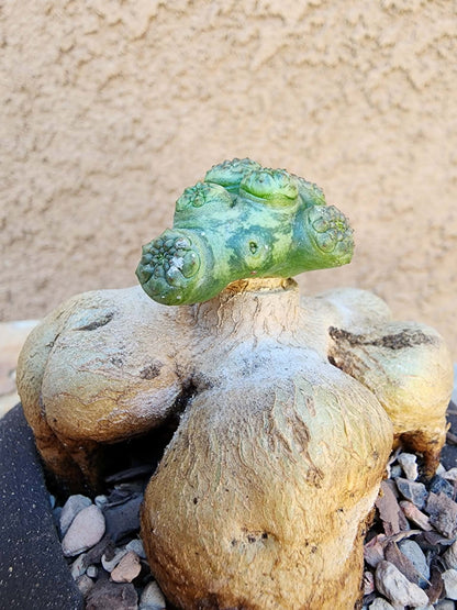 Euphorbia turbiniformis