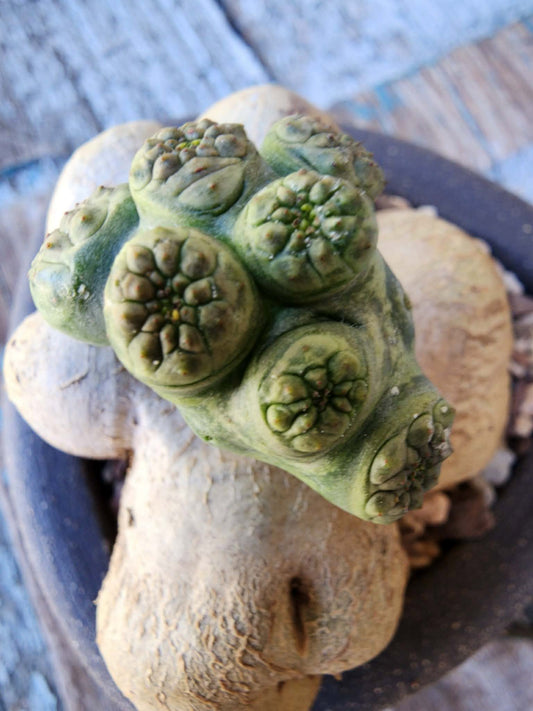 Euphorbia turbiniformis