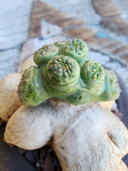Euphorbia turbiniformis